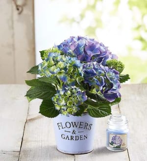 Garden Hydrangea
 Flower Bouquet