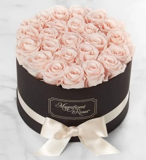 Magnificent Roses Preserved  Blush Roses