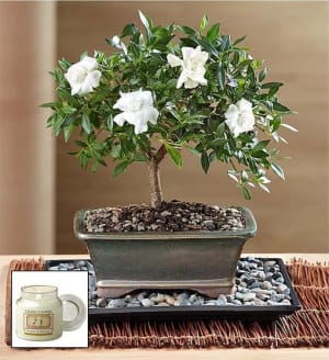 Gardenia Bonsai
 Flower Arrangement Gardenia Bonsai
 Flower Bouquet