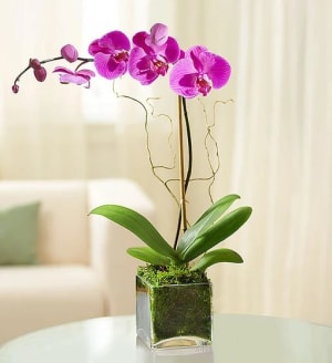 Elegant Orchid-NO CANDLES COME WITH ITEM Flower Bouquet