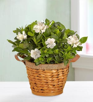 Blooming Gardenia Plant in Basket
 Flower Bouquet