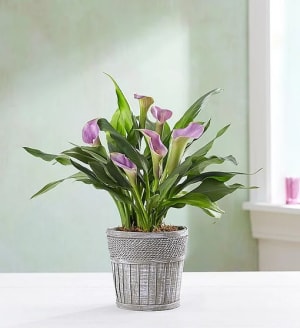 Elegant Calla Lily
 Flower Bouquet