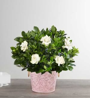 Graceful Gardenia Flower Bouquet