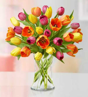 Mother's Day Radiant Tulips Flower Arrangement Mother's Day Radiant Tulips Flower Bouquet