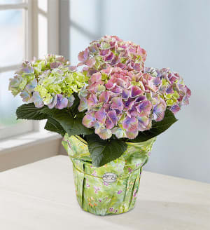 Spring Beauty Hydrangea
 Flower Bouquet