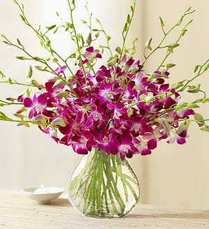 Exotic Breeze Orchids Flower Bouquet