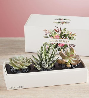 Summer Succulents by Lula's Garden
 Flower Bouquet