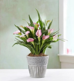 Elegant Calla Lily
 Flower Bouquet