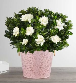 Graceful Gardenia Flower Bouquet