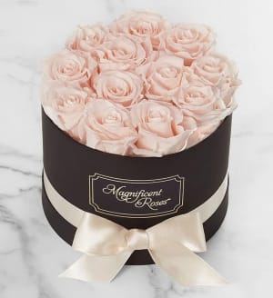 Magnificent Roses Preserved  Blush Roses Flower Bouquet