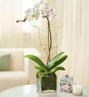 Elegant Orchid
 Flower Bouquet