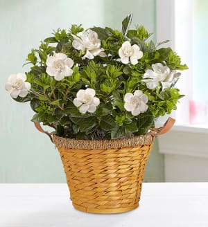 Blooming Gardenia Plant in Basket
 Flower Bouquet