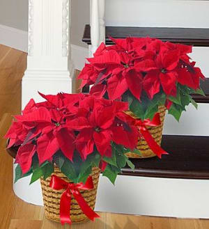 Poinsettia Package Flower Bouquet