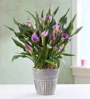 Elegant Calla Lily
 Flower Bouquet