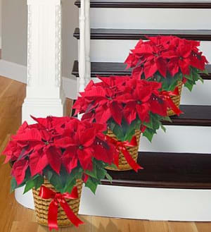 Poinsettia Package Flower Bouquet