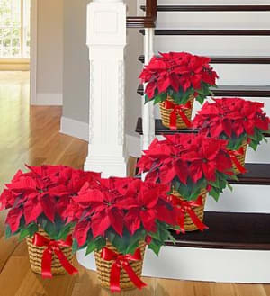 Poinsettia Package Flower Bouquet