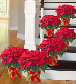 Poinsettia Package Flower Bouquet