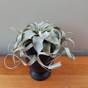 Xerographica Air Plant Flower Bouquet