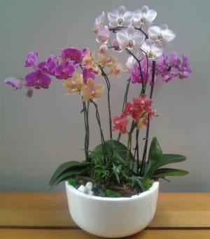 Colourful Phalaenopsis Planter Flower Bouquet