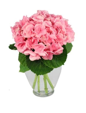 hydrangea happiness  Bouquet