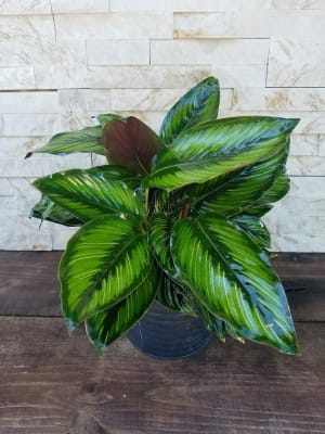 Calathea Plant Flower Bouquet