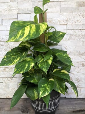 Pothos Pole Flower Bouquet