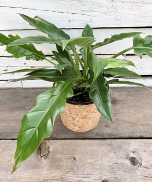 Philodendron 'Tiger Tooth' Flower Bouquet