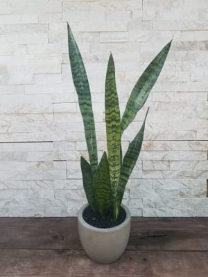 Snake Plant Flower Bouquet