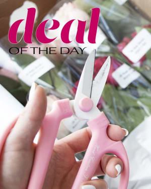 Deal of the Day