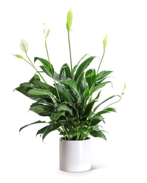 Peace Lily Plant Flower Bouquet