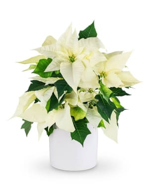 White Poinsettia Plant Flower Bouquet