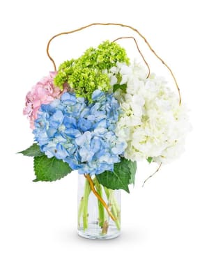 Sweet Hydrangea