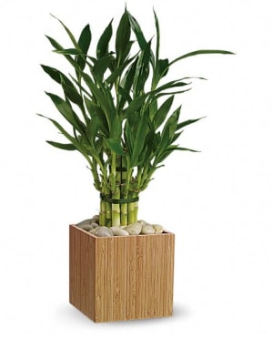 Good Luck Bamboo Flower Bouquet