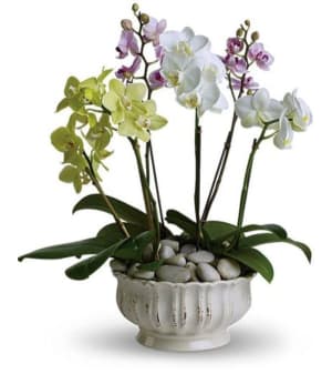 Orchid Garden Divine Flower Bouquet