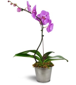 Dreamy Phalaenopsis Orchid Flower Bouquet