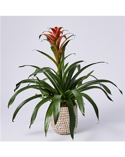 Bromeliad Abound Flower Bouquet