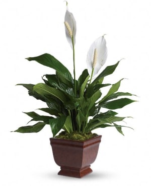 Lovely One Spathiphyllum Plant Flower Bouquet