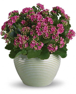 Bountiful Kalanchoe Flower Bouquet