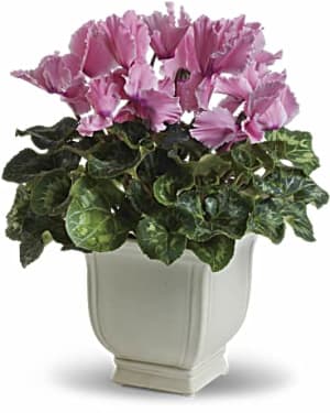 Sunny Cyclamen Flower Bouquet