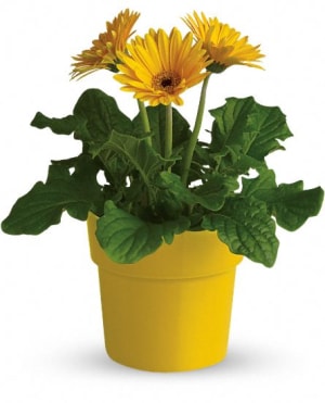 Rainbow Rays Potted Gerbera - Yellow Flower Bouquet