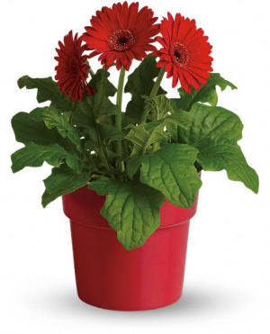 Rainbow Rays Potted Gerbera - Red Flower Bouquet