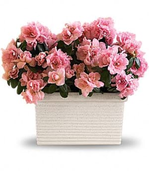 Sweet Azalea Delight Flower Bouquet