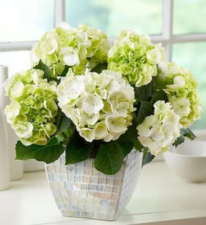 Hydrangea in Mosaic Planter
 Flower Bouquet
