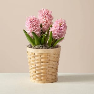 Pastel Pink Hyacinth Garden Flower Bouquet