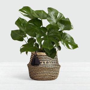 Monstera - Floor Plant in Diamond Print Belly Basket Flower Bouquet