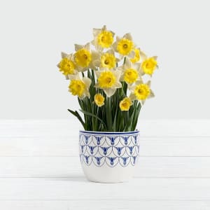 Daffodil Attraction Bulb Garden in Delft Ceramic Planter
 Flower Bouquet