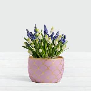 Blue and White Magic Muscari Bulb Garden in Light Pink Container
 Flower Bouquet