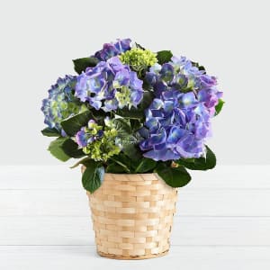 Potted Blue Hydrangea in Woven Basket
 Flower Bouquet