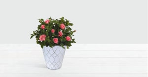 Potted Pink Roses in Tin Flower Bouquet