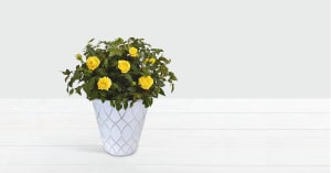 Potted Yellow Roses in Tin Flower Bouquet